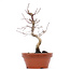 Acer palmatum Deshojo, 23 cm, ± 8 jaar oud