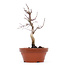 Acer palmatum Deshojo, 23 cm, ± 8 jaar oud