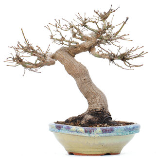 Acer palmatum, 26 cm, ± 35 years old