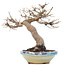 Acer palmatum, 26 cm, ± 35 jaar oud, met mooie oude schors en in Japanse handgemaakte pot