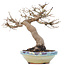 Acer palmatum, 26 cm, ± 35 years old, with beautiful old bark and in a Japanese handmade pot