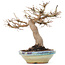 Acer palmatum, 26 cm, ± 35 years old, with beautiful old bark and in a Japanese handmade pot