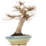 Acer palmatum, 26 cm, ± 35 jaar oud, met mooie oude schors en in Japanse handgemaakte pot