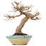 Acer palmatum, 26 cm, ± 35 jaar oud, met mooie oude schors en in Japanse handgemaakte pot