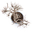 Acer palmatum, 26 cm, ± 35 jaar oud, met mooie oude schors en in Japanse handgemaakte pot