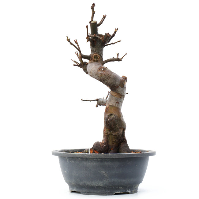 Pseudocydonia sinensis, 38 cm, ± 20 años, con flores rosadas y grandes frutos amarillos con un delicioso aroma