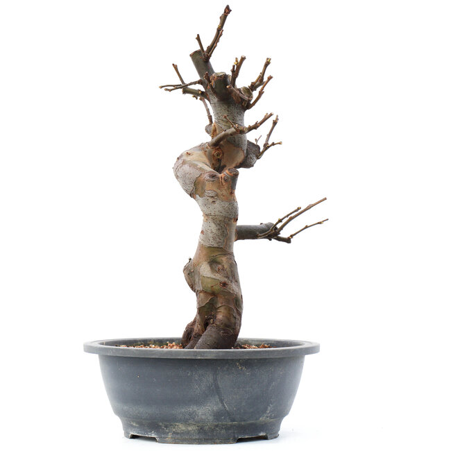 Pseudocydonia sinensis, 38 cm, ± 20 Jahre alt, mit rosa Blüten und großen gelben Früchten mit einem köstlichen Duft