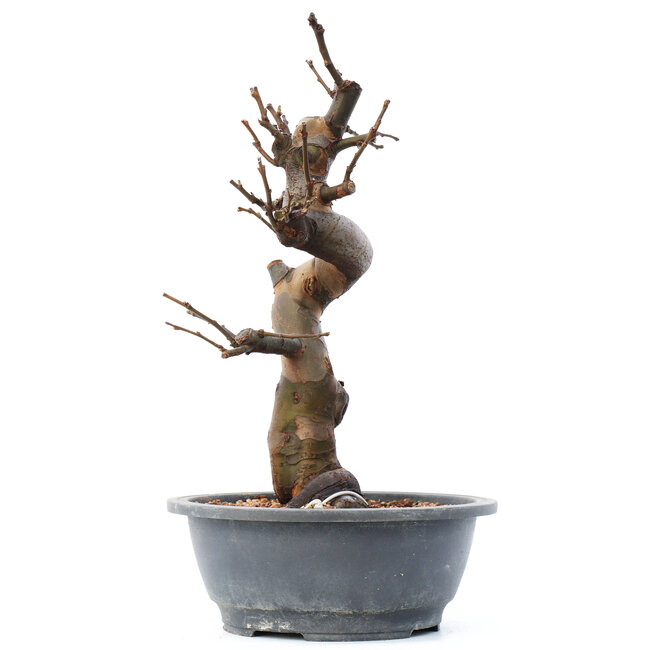 Pseudocydonia sinensis, 38 cm, ± 20 años, con flores rosadas y grandes frutos amarillos con un delicioso aroma