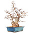 Carpinus coreana Yamadori, 60 cm, ± 40 jaar oud