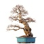 Carpinus coreana Yamadori, 63 cm, ± 60 jaar oud