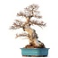 Carpinus coreana Yamadori, 63 cm, ± 60 jaar oud