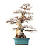 Carpinus coreana Yamadori, 63 cm, ± 60 jaar oud