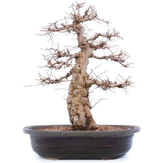 Carpinus coreana Yamadori, 45 cm, ± 40 anni