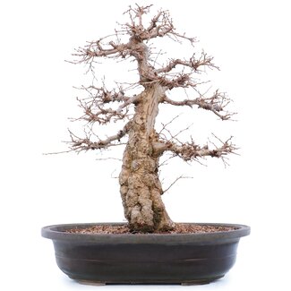 Carpinus coreana Yamadori, 45 cm, ± 40 jaar oud