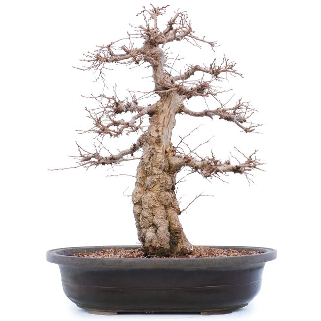 Carpinus coreana Yamadori, 45 cm, ± 40 jaar oud