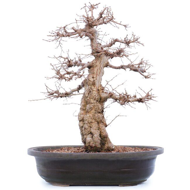 Carpinus coreana Yamadori, 45 cm, ± 40 Jahre alt