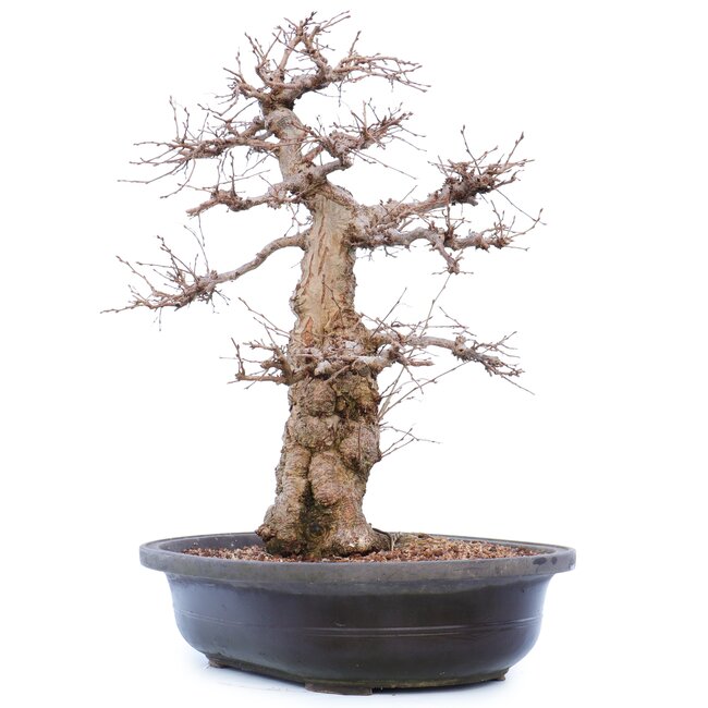 Carpinus coreana Yamadori, 45 cm, ± 40 ans