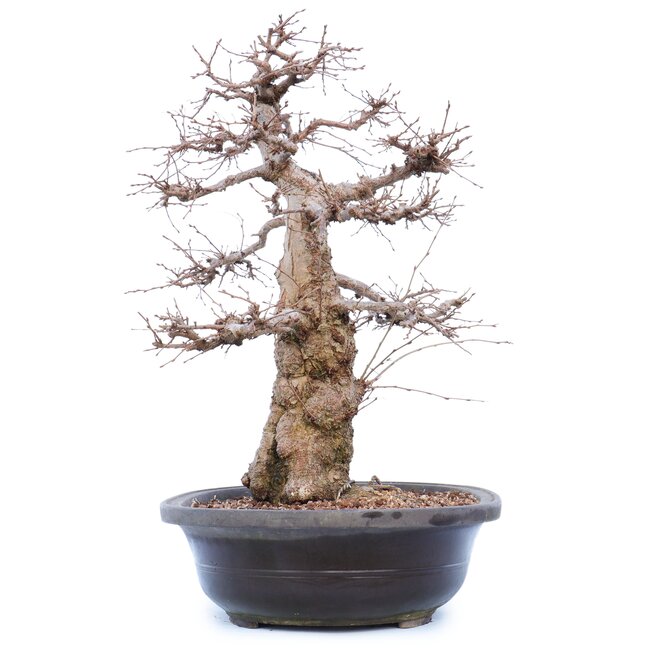 Carpinus coreana Yamadori, 45 cm, ± 40 Jahre alt