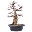 Carpinus coreana Yamadori, 45 cm, ± 40 jaar oud