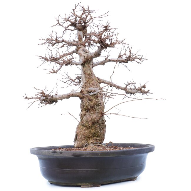 Carpinus coreana Yamadori, 45 cm, ± 40 jaar oud