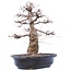 Carpinus coreana Yamadori, 45 cm, ± 40 years old