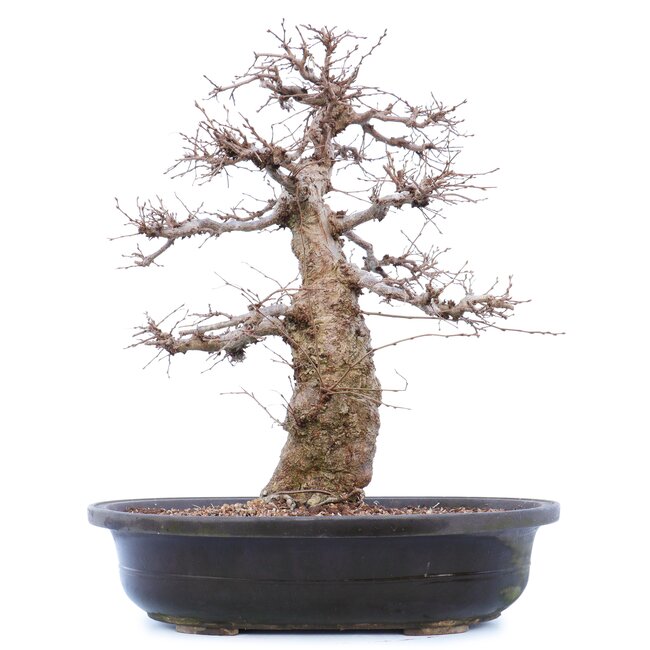 Carpinus coreana Yamadori, 45 cm, ± 40 Jahre alt