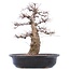 Carpinus coreana Yamadori, 45 cm, ± 40 jaar oud