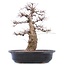 Carpinus coreana Yamadori, 45 cm, ± 40 jaar oud