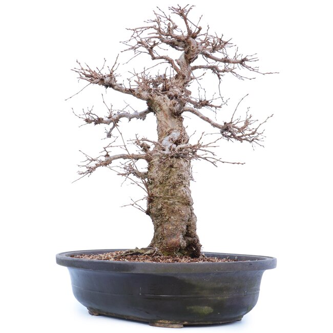 Carpinus coreana Yamadori, 45 cm, ± 40 ans