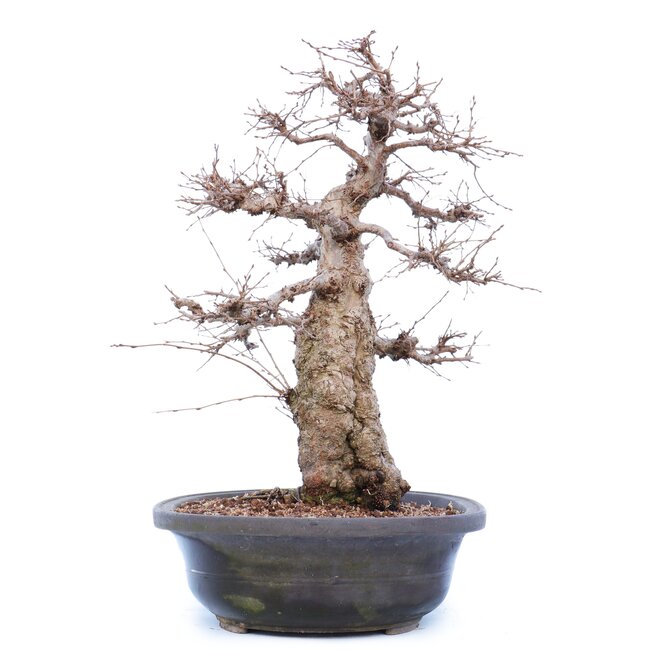 Carpinus coreana Yamadori, 45 cm, ± 40 years old