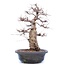 Carpinus coreana Yamadori, 45 cm, ± 40 Jahre alt
