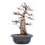 Carpinus coreana Yamadori, 45 cm, ± 40 years old