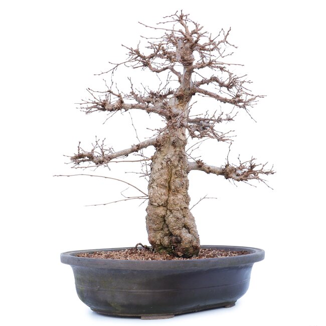 Carpinus coreana Yamadori, 45 cm, ± 40 anni