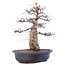 Carpinus coreana Yamadori, 45 cm, ± 40 jaar oud