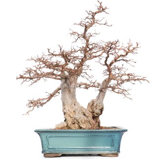 Carpinus coreana Yamadori, 60 cm, ± 40 jaar oud