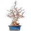 Carpinus coreana Yamadori, 60 cm, ± 40 jaar oud