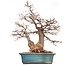 Carpinus coreana Yamadori, 60 cm, ± 40 jaar oud