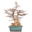 Carpinus coreana Yamadori, 60 cm, ± 40 years old