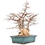 Carpinus coreana Yamadori, 60 cm, ± 40 jaar oud