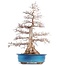 Carpinus coreana Yamadori, 75 cm, ± 50 jaar oud