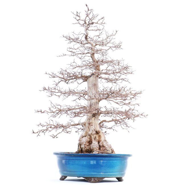 Carpinus coreana Yamadori, 75 cm, ± 50 years old