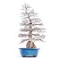 Carpinus coreana Yamadori, 75 cm, ± 50 jaar oud