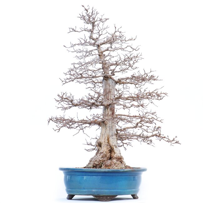 Carpinus coreana Yamadori, 75 cm, ± 50 years old