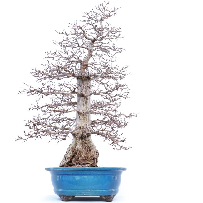 Carpinus coreana Yamadori, 75 cm, ± 50 jaar oud