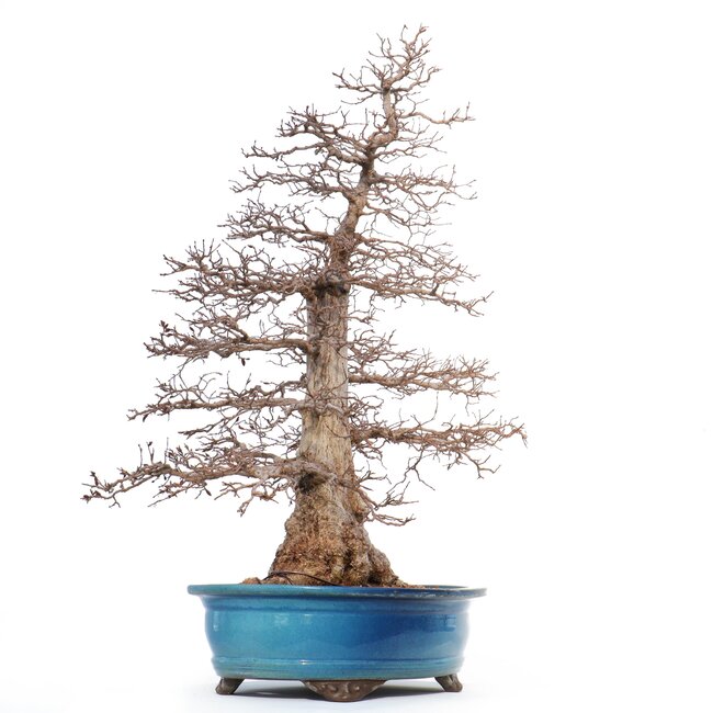 Carpinus coreana Yamadori, 75 cm, ± 50 ans