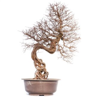 Carpinus coreana, 74 cm, ± 40 años