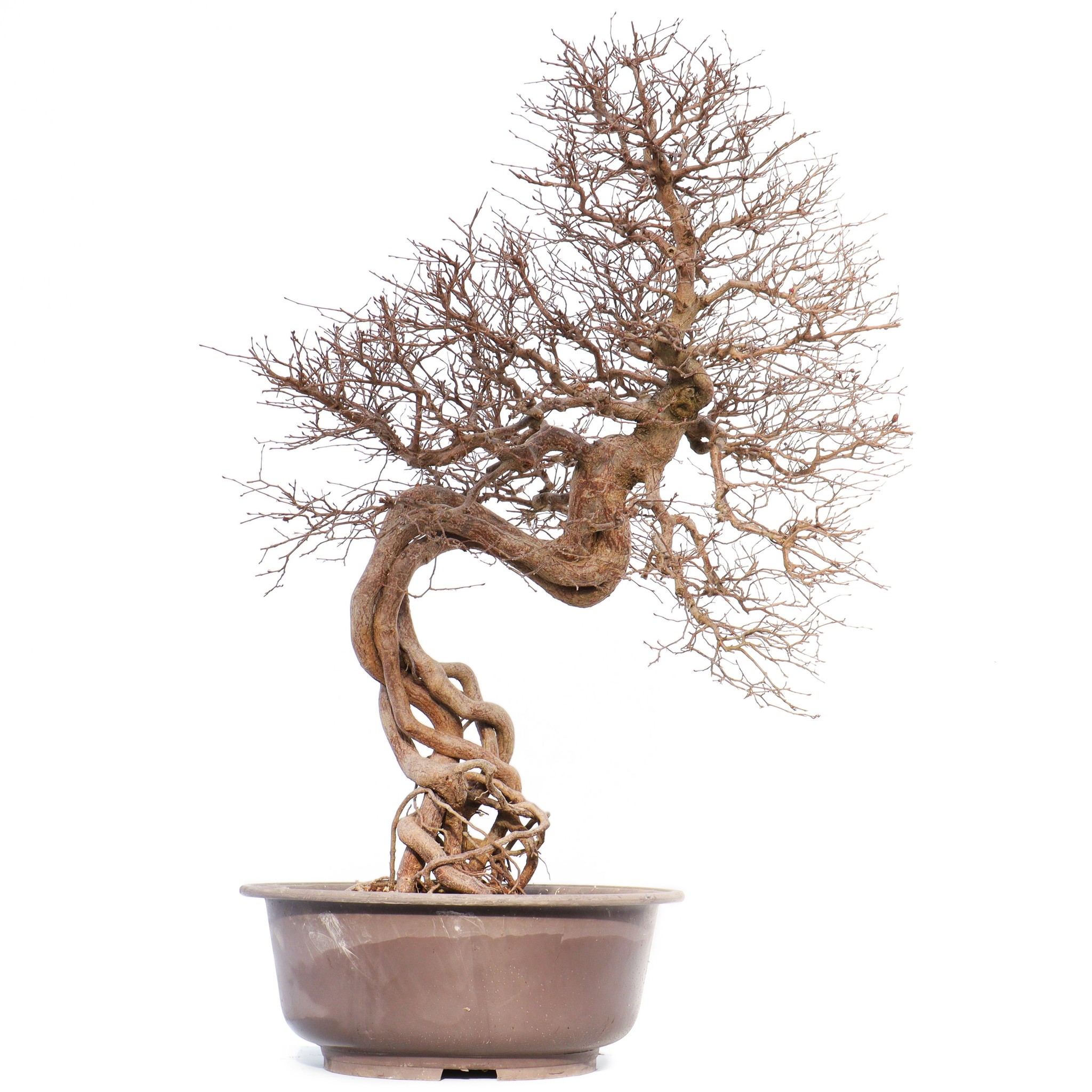 Carpinus Coreana 74 Cm 40 Years Old Bonsai Plaza