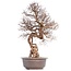 Carpinus coreana, 74 cm, ± 40 years old