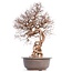 Carpinus coreana, 74 cm, ± 40 years old