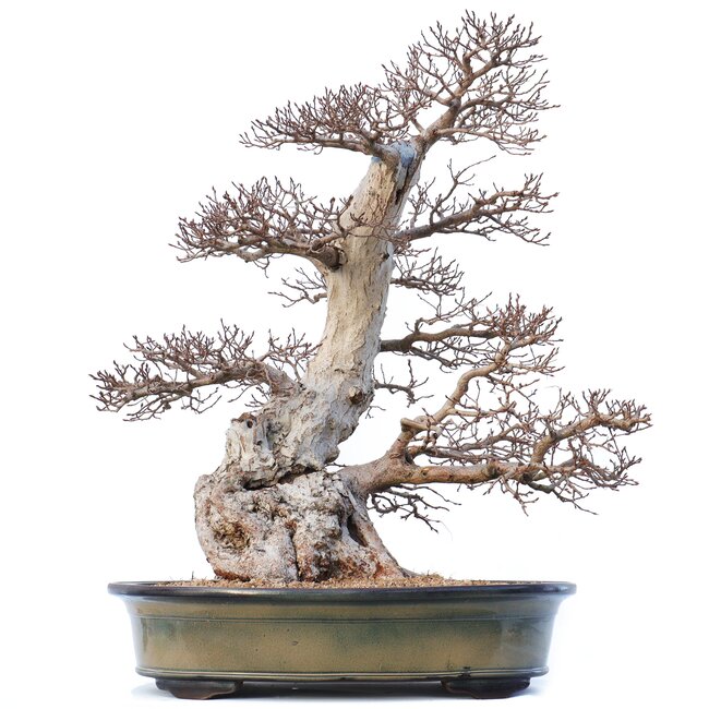 Carpinus coreana Yamadori, 70 cm, ± 80 jaar oud